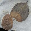 Fossil Leaf Association Beringiaphyllum & Zizyphoides - Montana #29113-1